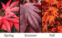Dragon Tears Japanese Maple - 3 Gallon Pot -Wilson Bros Gardens Shop acer palmatum dragon tears japanese maple 6