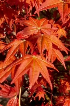 Dragon Tears Japanese Maple - 3 Gallon Pot -Wilson Bros Gardens Shop acer palmatum dragon tears japanese maple 7