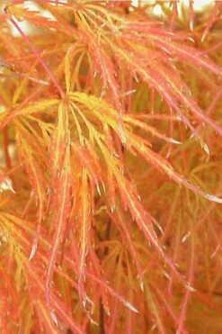 Edgewood's Golden Japanese Maple - 3 Gallon Pot -Wilson Bros Gardens Shop acer palmatum edgewoods golden 1