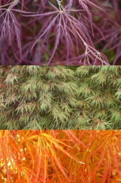 Edgewood's Golden Japanese Maple - 3 Gallon Pot -Wilson Bros Gardens Shop acer palmatum edgewoods golden 4