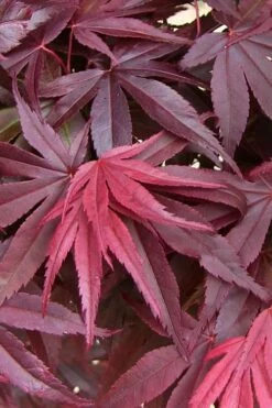 Emperor 1 Japanese Maple - 5 Gallon Pot (6-7') -Wilson Bros Gardens Shop acer palmatum emperor 1 japanese maple 20