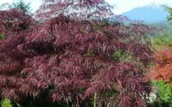 English Lace Japanese Maple - 6 Gallon Pot*B5 -Wilson Bros Gardens Shop acer palmatum english lace japanese maple 1