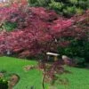 English Lace Japanese Maple - 6 Gallon Pot*B5