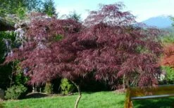 English Lace Japanese Maple - 6 Gallon Pot*B5 -Wilson Bros Gardens Shop acer palmatum english lace japanese maple 5