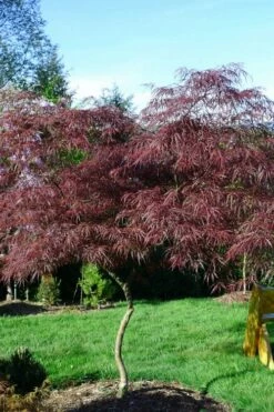 English Lace Japanese Maple - 6 Gallon Pot*B5 -Wilson Bros Gardens Shop acer palmatum english lace japanese maple 6