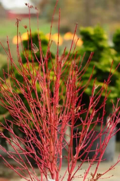 Fjellheim Dwarf Coral Bark Japanese Maple - 3 Gallon Pot -Wilson Bros Gardens Shop acer palmatum fhellheim dwarf coral bark japanese maple 4 1