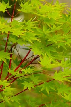 Fjellheim Dwarf Coral Bark Japanese Maple - 3 Gallon Pot -Wilson Bros Gardens Shop acer palmatum fhellheim dwarf coral bark japanese maple 5