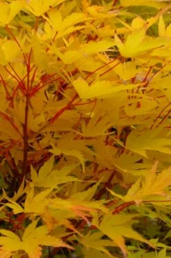 Little Sango' Dwarf Coral Bark Japanese Maple - 5 Gallon Pot -Wilson Bros Gardens Shop acer palmatum fhellheim dwarf coral bark japanese maple 6