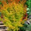 Fjellheim Dwarf Coral Bark Japanese Maple - 3 Gallon Pot