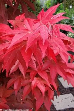 Gable's Glory Chameleon Japanese Maple - 1 Gallon Pot -Wilson Bros Gardens Shop acer palmatum gables glory japanese maple 2