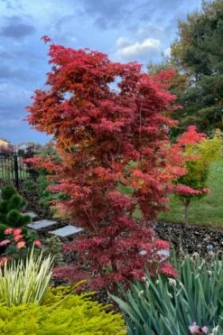 Gable's Glory Chameleon Japanese Maple - 3 Gallon Pot -Wilson Bros Gardens Shop acer palmatum gables glory japanese maple 6 1
