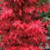 Gable's Glory Chameleon Japanese Maple - 1 Gallon Pot