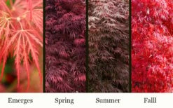 Garnet Laceleaf Japanese Maple - 3 Gallon Pot -Wilson Bros Gardens Shop acer palmatum garnet japanese maple 3
