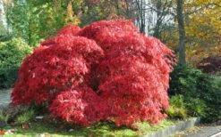 Garnet Laceleaf Japanese Maple - 3 Gallon Pot -Wilson Bros Gardens Shop acer palmatum garnet japanese maple 4