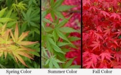 Glowing Embers Japanese Maple - 7 Gallon Pot (7'+) -Wilson Bros Gardens Shop acer palmatum glowing embers japanese maple 21 2