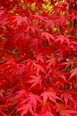 Glowing Embers Japanese Maple - 3 Gallon Pot -Wilson Bros Gardens Shop acer palmatum glowing embers japanese maple 22 1