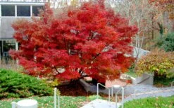 Glowing Embers Japanese Maple - 3 Gallon Pot -Wilson Bros Gardens Shop acer palmatum glowing embers japanese maple 24 1
