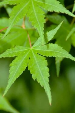 Green Leaf Japanese Maple (Acer Palmatum) - 5 Gallon Pot -Wilson Bros Gardens Shop acer palmatum green leaf japanese maple 4
