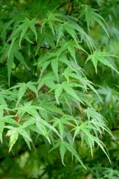 Green Leaf Japanese Maple (Acer Palmatum) - 5 Gallon Pot -Wilson Bros Gardens Shop acer palmatum green leaf japanese maple 5