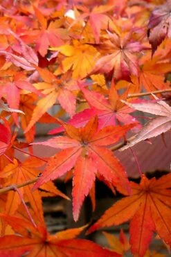 Green Leaf Japanese Maple (Acer Palmatum) - 5 Gallon Pot -Wilson Bros Gardens Shop acer palmatum green leaf japanese maple 7