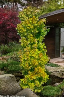 Skyscraper Columnar Japanese Maple - 1 Gallon Pot -Wilson Bros Gardens Shop acer palmatum green pillar japanese maple 1