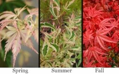 Hana Tsukasa Japanese Maple - 3 Gallon Pot (4-5') -Wilson Bros Gardens Shop acer palmatum hana tsukasa japanese maple 1 1