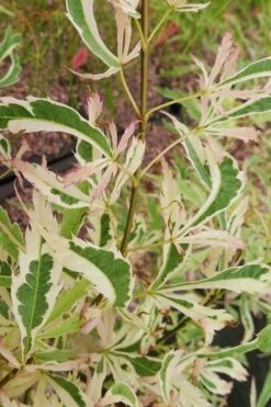 Hana Tsukasa Japanese Maple - 3 Gallon Pot (2-3') -Wilson Bros Gardens Shop acer palmatum hana tsukasa japanese maple 3