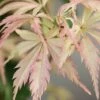 Hana Tsukasa Japanese Maple - 3 Gallon Pot (4-5')
