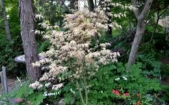 Hana Tsukasa Japanese Maple - 3 Gallon Pot (2-3') -Wilson Bros Gardens Shop acer palmatum hana tsukasa japanese maple 7