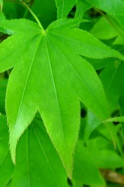 Hogyoku Japanese Maple - 1 Gallon Pot -Wilson Bros Gardens Shop acer palmatum hogyoku japanese maple 4