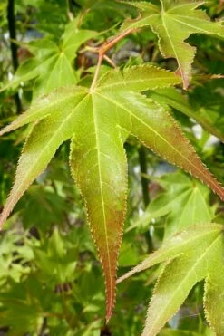 Hogyoku Japanese Maple - 1 Gallon Pot -Wilson Bros Gardens Shop acer palmatum hogyoku japanese maple 5