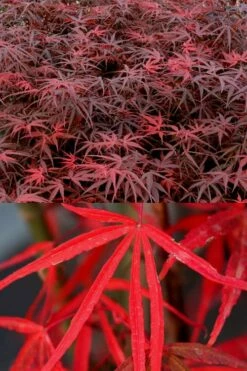 Hubb's Red Willow Japanese Maple - 3 Gallon Pot -Wilson Bros Gardens Shop acer palmatum hubbs red willow japanese maple 1