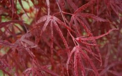 Hubb's Red Willow Japanese Maple - 3 Gallon Pot -Wilson Bros Gardens Shop acer palmatum hubbs red willow japanese maple 3