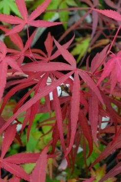 Hubb's Red Willow Japanese Maple - 3 Gallon Pot -Wilson Bros Gardens Shop acer palmatum hubbs red willow japanese maple 4