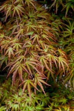 Eagle's Claw Japanese Maple - (Acer Palmatum 'Kamagata') - 2 Gallon Pot -Wilson Bros Gardens Shop acer palmatum kamagata eagles claw japanese maple 2 2