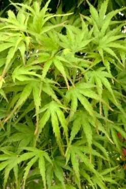 Eagle's Claw Japanese Maple - (Acer Palmatum 'Kamagata') - 5 Gallon Pot -Wilson Bros Gardens Shop acer palmatum kamagata eagles claw japanese maple 3 1