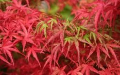 Eagle's Claw Japanese Maple - (Acer Palmatum 'Kamagata') - 3 Gallon Pot -Wilson Bros Gardens Shop acer palmatum kamagata eagles claw japanese maple 4