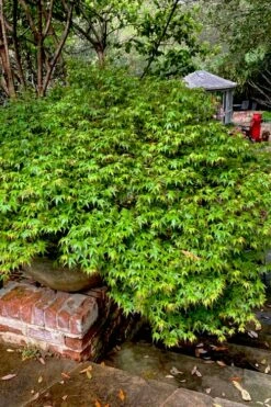 Kiyohime Spreading Japanese Maple - 1 Gallon Pot -Wilson Bros Gardens Shop acer palmatum kiyohime dwarf japanese maple 10