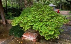 Kiyohime Spreading Japanese Maple - 1 Gallon Pot -Wilson Bros Gardens Shop acer palmatum kiyohime dwarf japanese maple 11