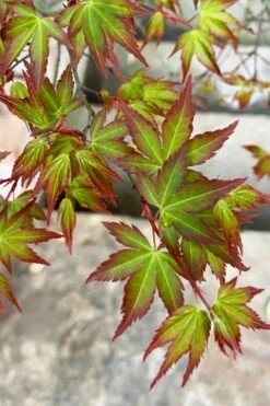 Kiyohime Spreading Japanese Maple - 1 Gallon Pot -Wilson Bros Gardens Shop acer palmatum kiyohime dwarf japanese maple 4
