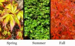 Kiyohime Spreading Japanese Maple - 2 Gallon Pot -Wilson Bros Gardens Shop acer palmatum kiyohime dwarf japanese maple 7 1