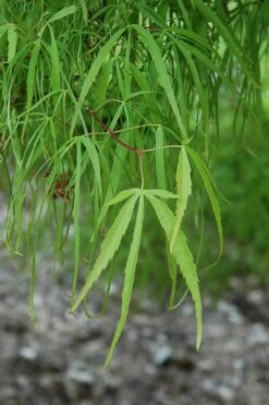 Koto No Ito Japanese Maple - 3 Gallon Pot -Wilson Bros Gardens Shop acer palmatum koto no ito japanese maple 10 1