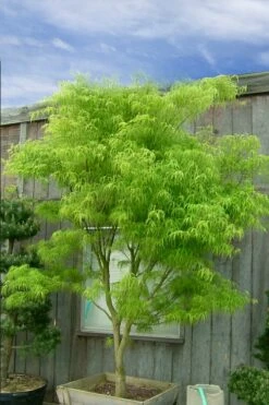 Koto No Ito Japanese Maple - 3 Gallon Pot -Wilson Bros Gardens Shop acer palmatum koto no ito japanese maple 12 1