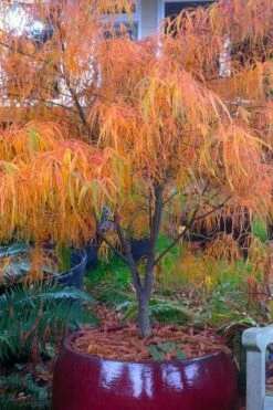 Koto No Ito Japanese Maple - 3 Gallon Pot -Wilson Bros Gardens Shop acer palmatum koto no ito japanese maple 14 1