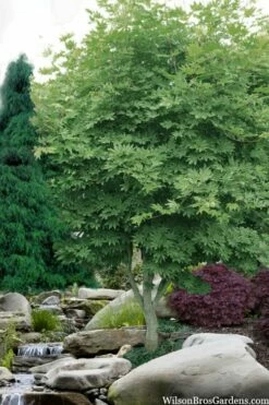 Kumoi Nishiki Japanese Full Moon Maple - 3 Gallon Pot -Wilson Bros Gardens Shop acer palmatum kumoi nishiki japanese maple 3 1