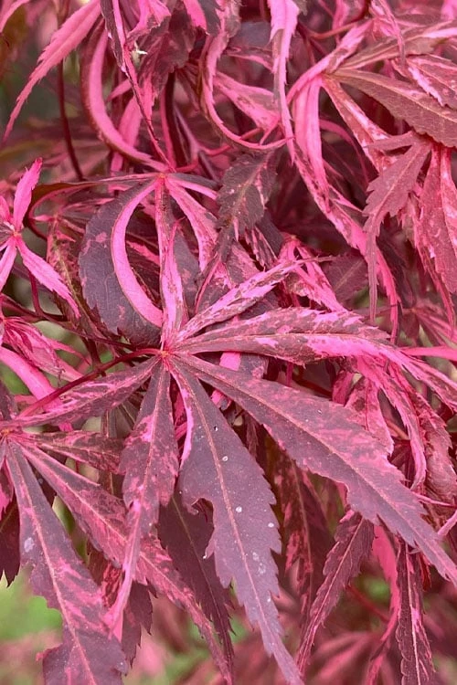Lileeanne's Jewel Pink Leaf Japanese Maple - 3 Gallon Pot 1 Lileeanne's Jewel Pink Leaf Japanese Maple - 3 Gallon Pot