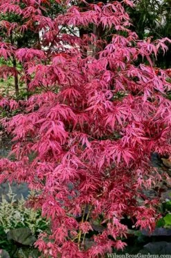 Lileeanne's Jewel Pink Leaf Japanese Maple - 3 Gallon Pot 8 Lileeanne's Jewel Pink Leaf Japanese Maple - 3 Gallon Pot -Wilson Bros Gardens Shop acer palmatum lileeannes jewel 6