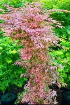 Lileeanne's Jewel Pink Leaf Japanese Maple - 3 Gallon Pot 9 Lileeanne's Jewel Pink Leaf Japanese Maple - 3 Gallon Pot -Wilson Bros Gardens Shop acer palmatum lileeannes jewel 7