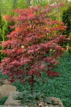 Lionheart Japanese Maple - 5 Gallon Pot -Wilson Bros Gardens Shop acer palmatum lion heart japanese maple 7