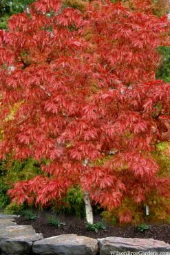 Lionheart Japanese Maple - 5 Gallon Pot -Wilson Bros Gardens Shop acer palmatum lion heart japanese maple 8